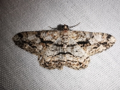 Peribatodes umbraria