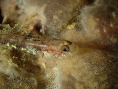 Pomatoschistus pictus