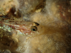 Pomatoschistus pictus