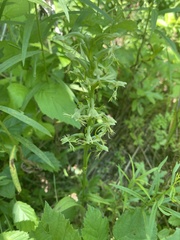 Platanthera lacera