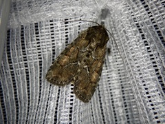 Antapamea conciliata