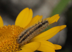 Diacrisia purpurata