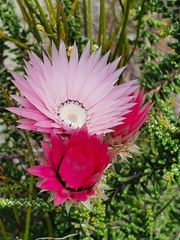 Phaenocoma prolifera