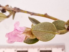 Podalyria burchellii