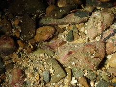 Apletodon dentatus