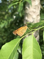 Cephrenes trichopepla