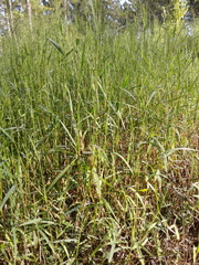 Kellochloa verrucosa