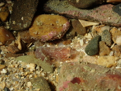 Apletodon dentatus