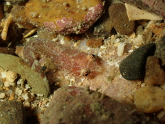 Apletodon dentatus