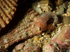 Apletodon dentatus