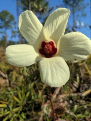 Hibiscus aculeatus