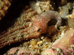 Apletodon dentatus