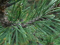 Pinus mugo