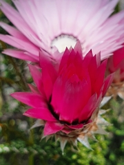 Phaenocoma prolifera