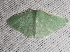 Xenochlorodes olympiaria