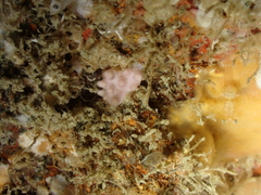 Alcyonium hibernicum