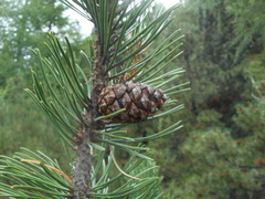 Pinus mugo
