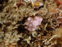 Alcyonium hibernicum