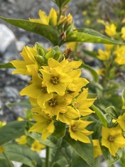 Lysimachia punctata