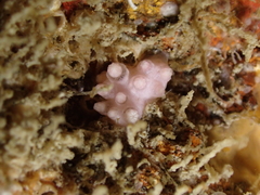 Alcyonium hibernicum
