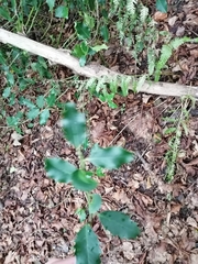 Ilex aquifolium