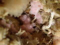 Alcyonium hibernicum