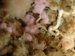 Alcyonium hibernicum