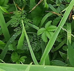 Potentilla reptans
