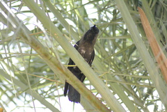 Corvus splendens
