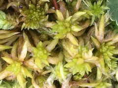 Sphagnum denticulatum