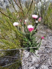 Phaenocoma prolifera