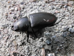 Lucanus cervus