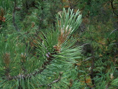 Pinus mugo