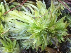Sphagnum cuspidatum