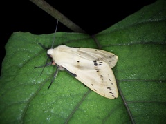Spilarctia seriatopunctata