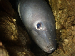 Conger conger