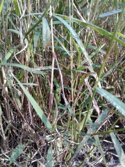 Kellochloa verrucosa