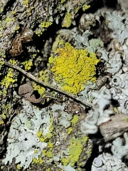 Candelariella efflorescens