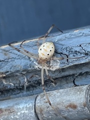 Latrodectus geometricus