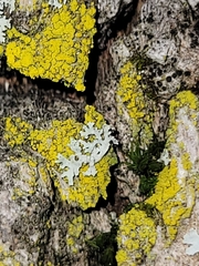 Candelariella efflorescens