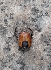 Anisoplia austriaca