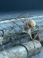 Latrodectus geometricus