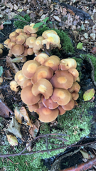 Kuehneromyces mutabilis