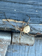 Latrodectus geometricus