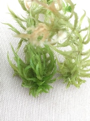 Sphagnum cuspidatum