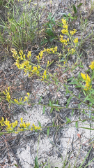 Solidago odora