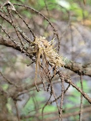 Akanthomyces tuberculatus