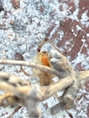 Latrodectus geometricus