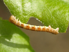 Erannis defoliaria