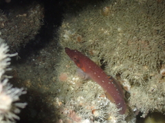 Lepadogaster candolii